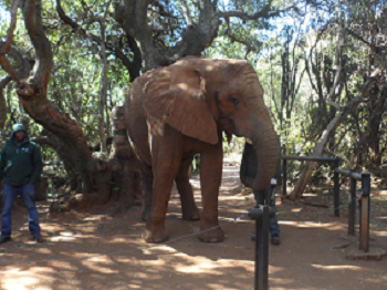 elephant-sanctuary-and-the-bush-baby-monkey-sanctuary-tour
